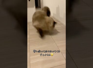 カメラに激突するチャイくん🤭#猫 #cat #ヒマラヤン #激突