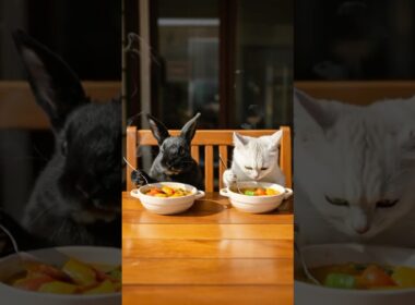 【40秒で心がほぐれる】子猫と作る北海道の絶品スープカレー #うさぎ #子猫 #asmr #猫 #猫動画