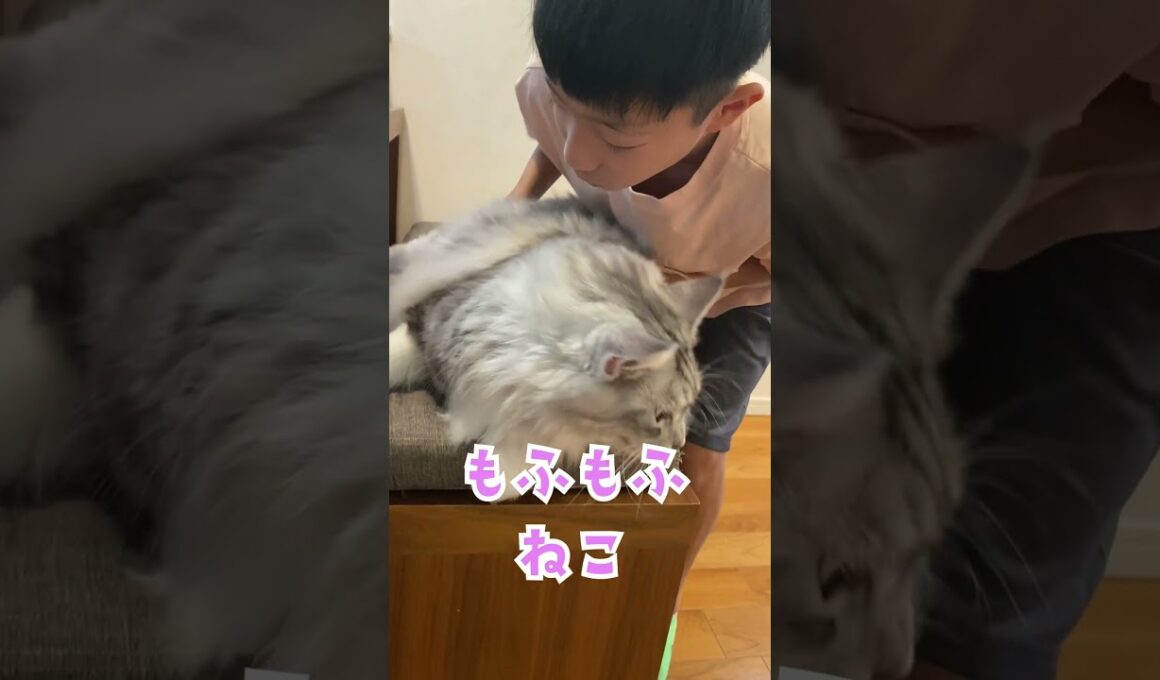 朝、会話をしながら学校へ行く少年を見送る大型猫。モフモフの刑#メインクーン#shorts