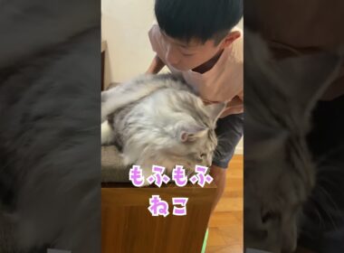 朝、会話をしながら学校へ行く少年を見送る大型猫。モフモフの刑#メインクーン#shorts