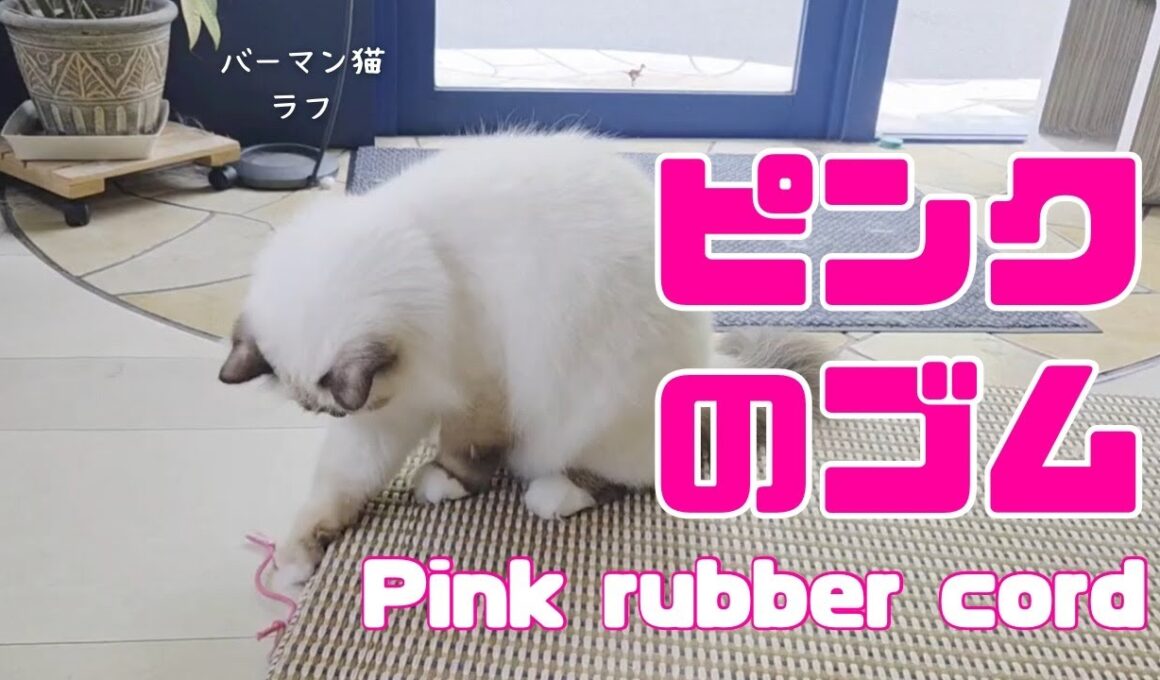 バーマン猫ラフとウリ【ピンクのゴム】Pink rubber cord（バーマン猫）Birman/Cat