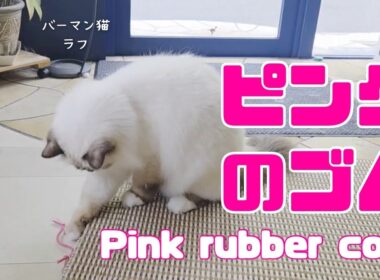 バーマン猫ラフとウリ【ピンクのゴム】Pink rubber cord（バーマン猫）Birman/Cat
