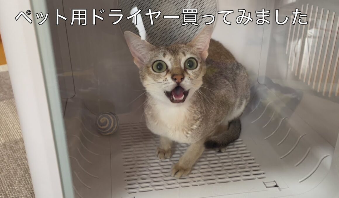 【シンガプーラ】ペット用ドライヤーハウスを買ってみました