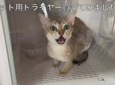 【シンガプーラ】ペット用ドライヤーハウスを買ってみました