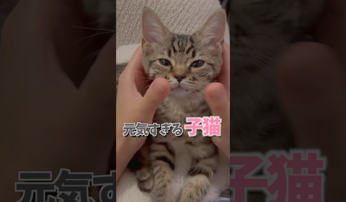 子猫が元気すぎる。 #cat #猫