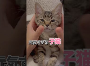 子猫が元気すぎる。 #cat #猫
