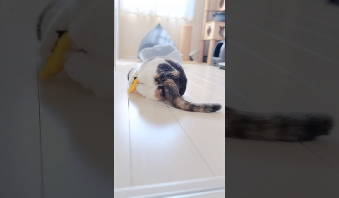 ぷるぷるが止まらない…！まんまる猫のおしり　#三毛猫 #cat #shorts
