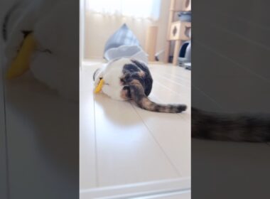 ぷるぷるが止まらない…！まんまる猫のおしり　#三毛猫 #cat #shorts