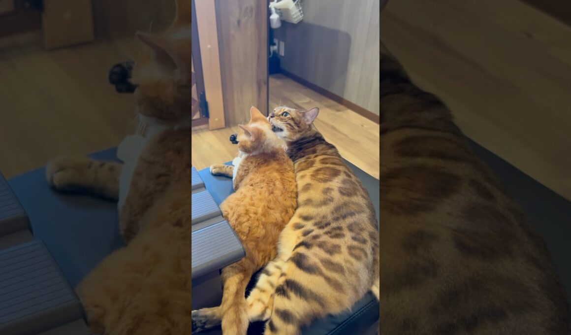 猫カフェの仲良しデボンレックスくんとベンガルくん🥰#癒し動画 #cat #ねこ #cute #猫カフェ #ベンガル#デボンレックス#毛繕い