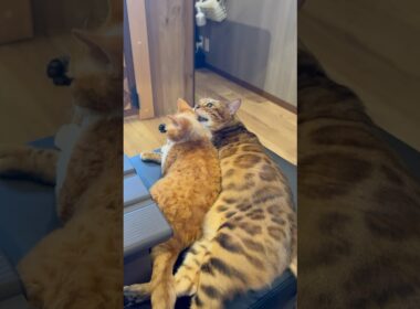 猫カフェの仲良しデボンレックスくんとベンガルくん🥰#癒し動画 #cat #ねこ #cute #猫カフェ #ベンガル#デボンレックス#毛繕い