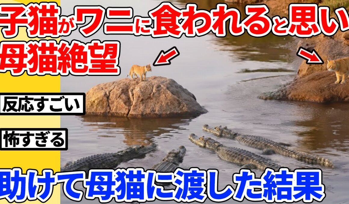 【2ch動物スレ】子猫がワニに食われると思って絶望する母猫→子猫を助けて渡した結果