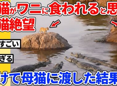 【2ch動物スレ】子猫がワニに食われると思って絶望する母猫→子猫を助けて渡した結果