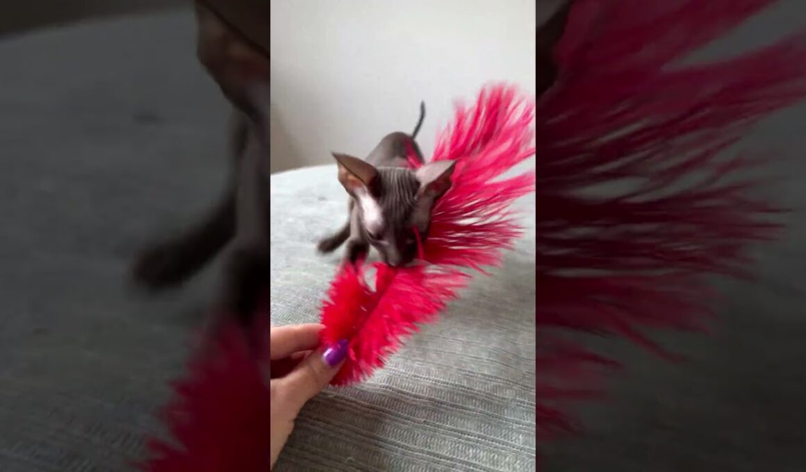 Chocolate Cornish Rex kitten- Male #cornishrex #cornishrexkittens #kitten #newyorkcornishrex