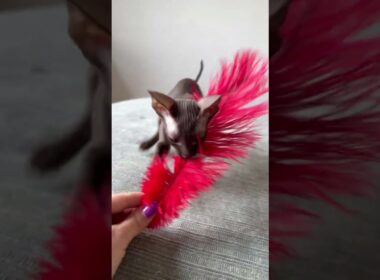 Chocolate Cornish Rex kitten- Male #cornishrex #cornishrexkittens #kitten #newyorkcornishrex