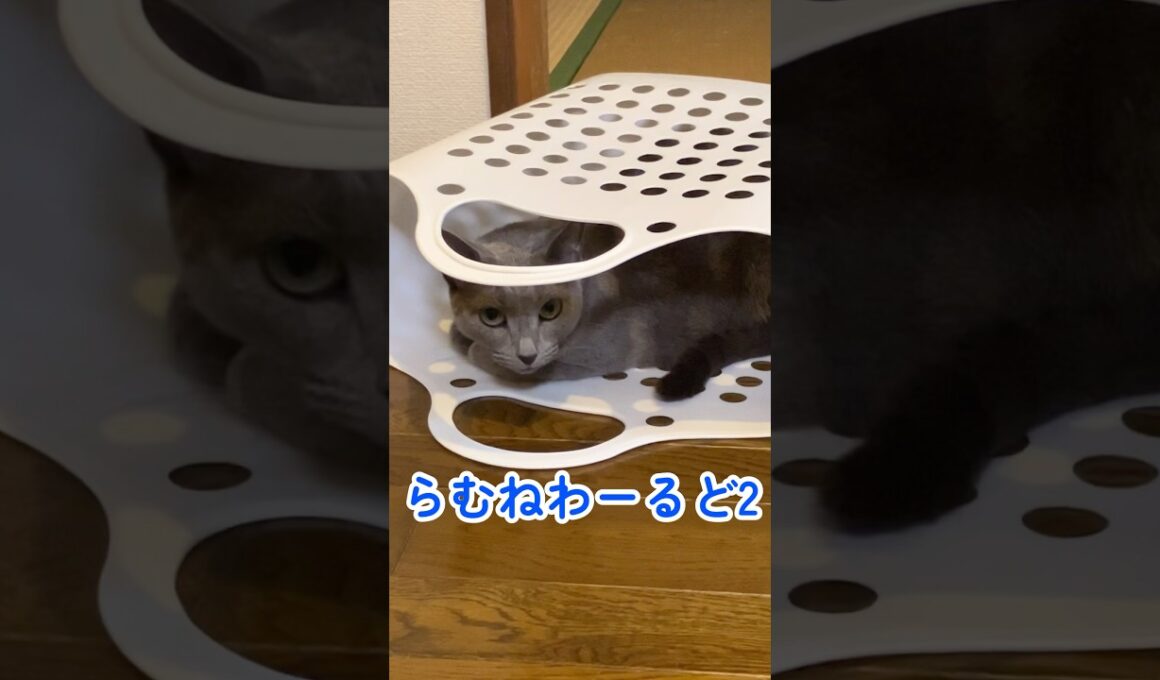 ちゅーるも大好き❤ロシアンブルーほのぼのした日常のひとコマ🐱