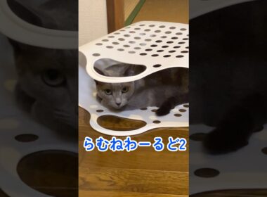 ちゅーるも大好き❤ロシアンブルーほのぼのした日常のひとコマ🐱