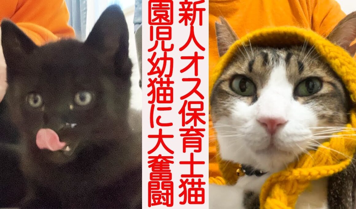 新人オス保育士猫、園児子猫に大苦戦する　The new nursery teacher cat 'Marion'
