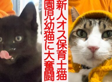 新人オス保育士猫、園児子猫に大苦戦する　The new nursery teacher cat 'Marion'