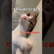 【保護猫】ホームレスから逃れた猫