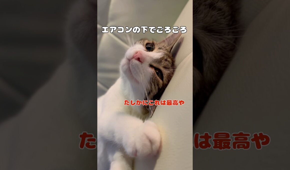 【保護猫】ホームレスから逃れた猫