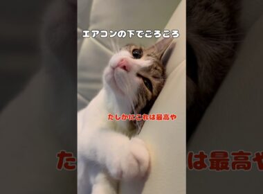 【保護猫】ホームレスから逃れた猫