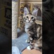 三毛の美しいメインクーン京ちゃん