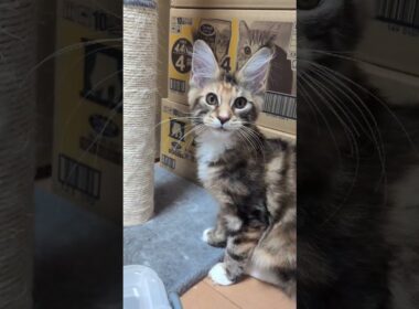 三毛の美しいメインクーン京ちゃん