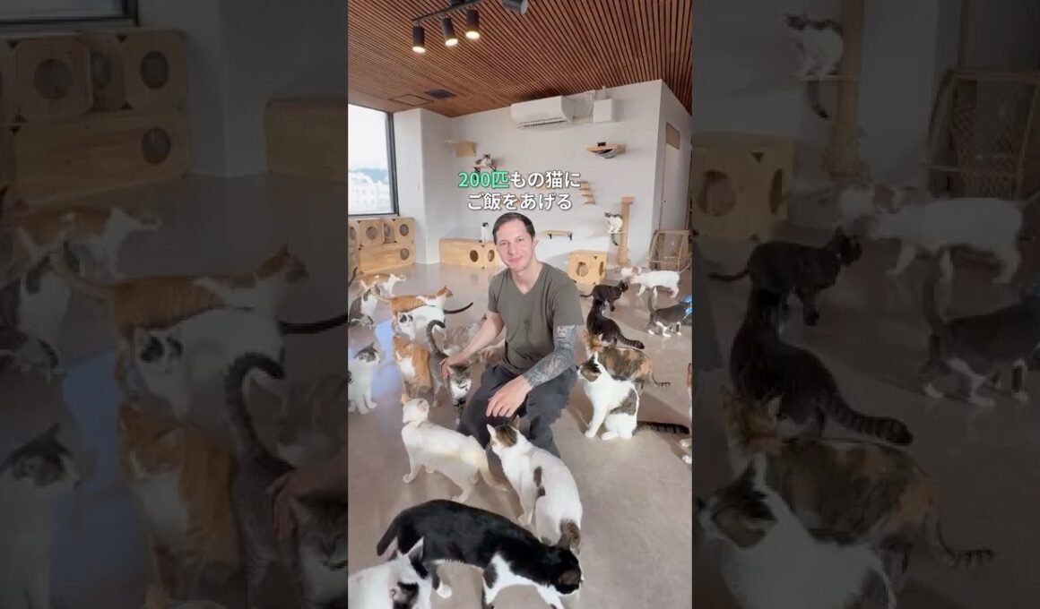 200匹もの猫にご飯をあげる