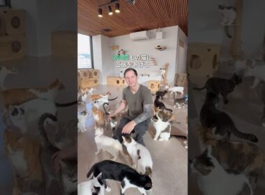 200匹もの猫にご飯をあげる