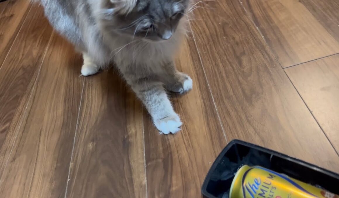 ビールをキンキンにする道具にビビる猫　サイベリアン