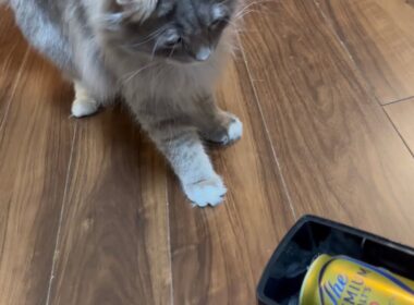 ビールをキンキンにする道具にビビる猫　サイベリアン