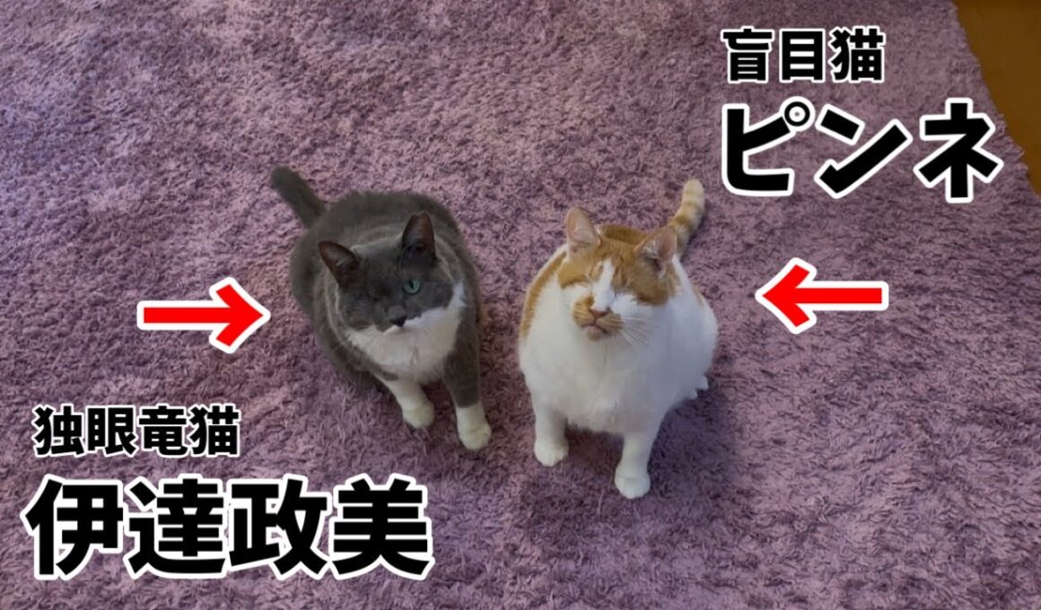 全く飼い主に懐いていない代表軍にゃん