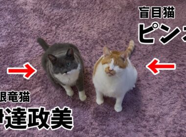 全く飼い主に懐いていない代表軍にゃん