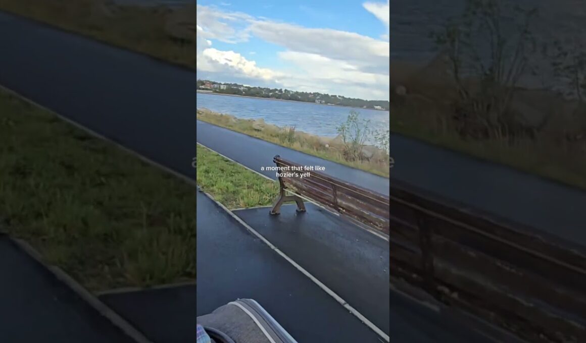 Cycling with the 2 adventure cats #shorts #shortvideo #cute #pet #cat #adventurecats #sphynx #korat