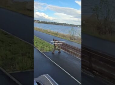 Cycling with the 2 adventure cats #shorts #shortvideo #cute #pet #cat #adventurecats #sphynx #korat