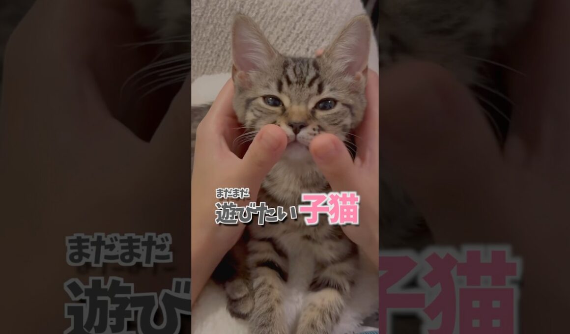 子猫が遊びたくて大暴れ!! #cat #猫