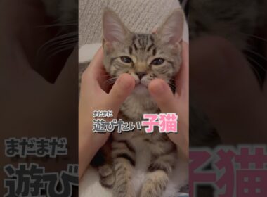 子猫が遊びたくて大暴れ!! #cat #猫