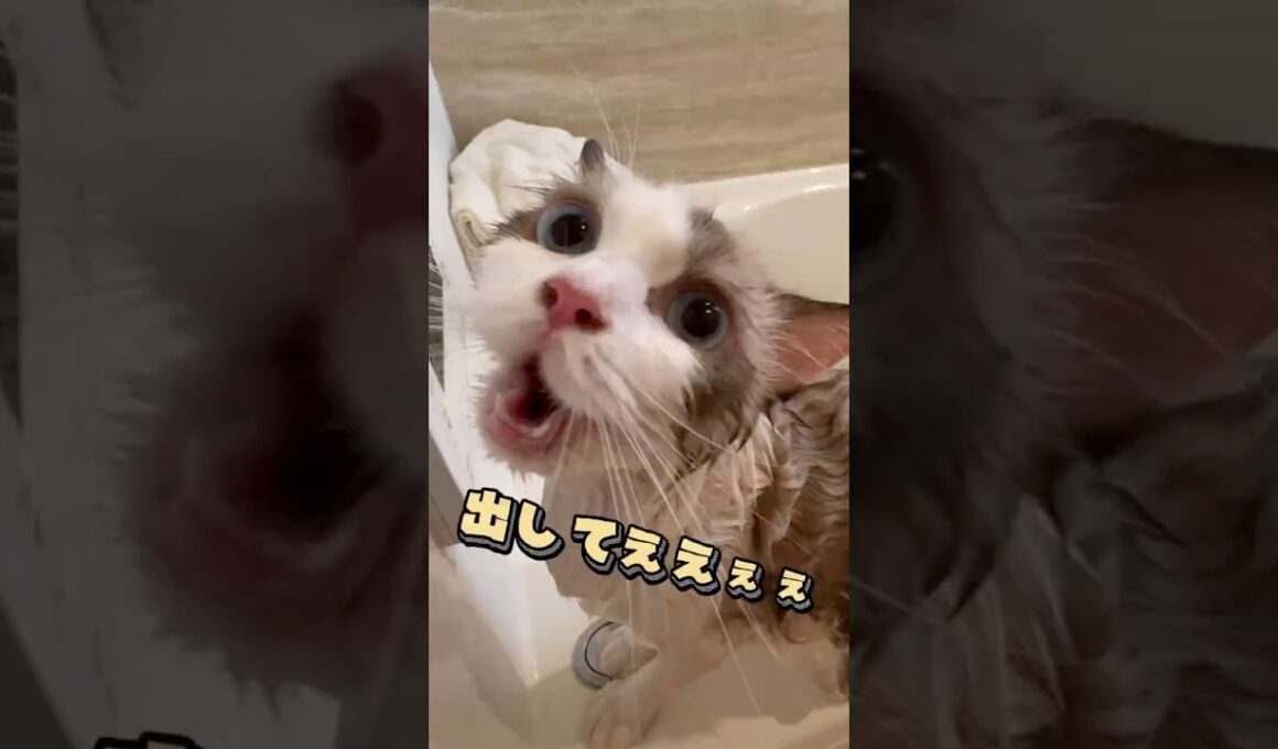大嫌いなお風呂に驚愕する猫#猫 #おもしろ #しゃべる猫 #猫のお風呂 #あたち日記