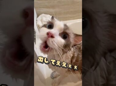 大嫌いなお風呂に驚愕する猫#猫 #おもしろ #しゃべる猫 #猫のお風呂 #あたち日記