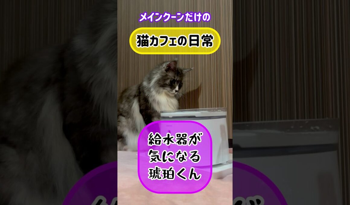 メインクーンだけの【猫カフェの日常】#思考する猫#cat #cooncat