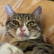 黒猫くー、シャム猫の子ネコ雫、黒猫の子ネコ黒夢、キジシロのルル。仲良く寄り添う。雫、くーとルルに甘える