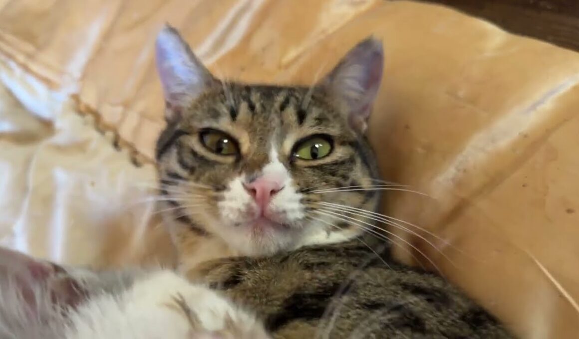 黒猫くー、シャム猫の子ネコ雫、黒猫の子ネコ黒夢、キジシロのルル。仲良く寄り添う。雫、くーとルルに甘える