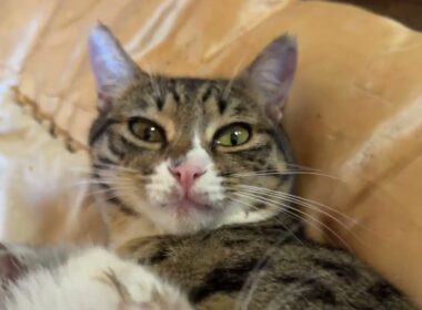 黒猫くー、シャム猫の子ネコ雫、黒猫の子ネコ黒夢、キジシロのルル。仲良く寄り添う。雫、くーとルルに甘える