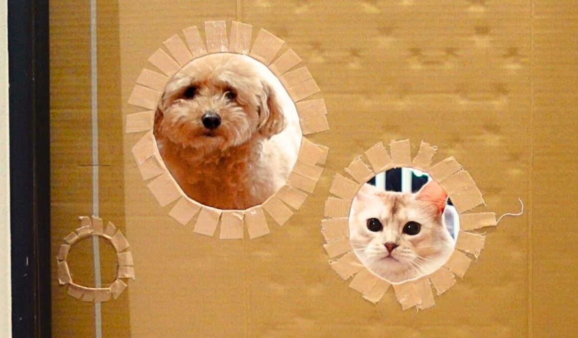 愛猫の住処と化したダンボールで遊んでみたら、まさかの反応でかわいすぎた