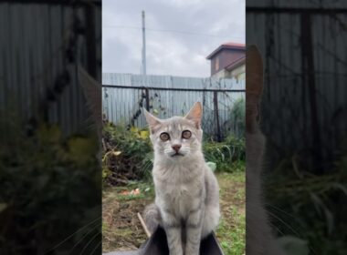 #cat #shorts #video #views #youtubeshorts #trendingshorts #trending #pets