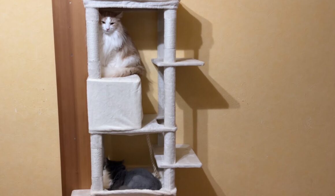 【リラックス♪】ついに兄組もキャットタワーに！？！？ノルウェージャンフォレストキャットとターキッシュアンゴラ