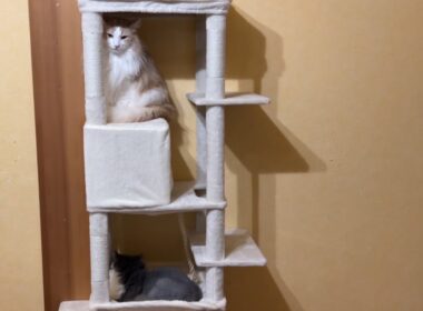 【リラックス♪】ついに兄組もキャットタワーに！？！？ノルウェージャンフォレストキャットとターキッシュアンゴラ