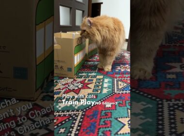 猫と遊ぼう／電車ごっこNG編-2