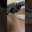 シャムの子ネコ雫「マッスルパワーだ！黒猫の子ネコ黒夢、流木を動かす」　キジシロのルル「力あるかも、黒夢」