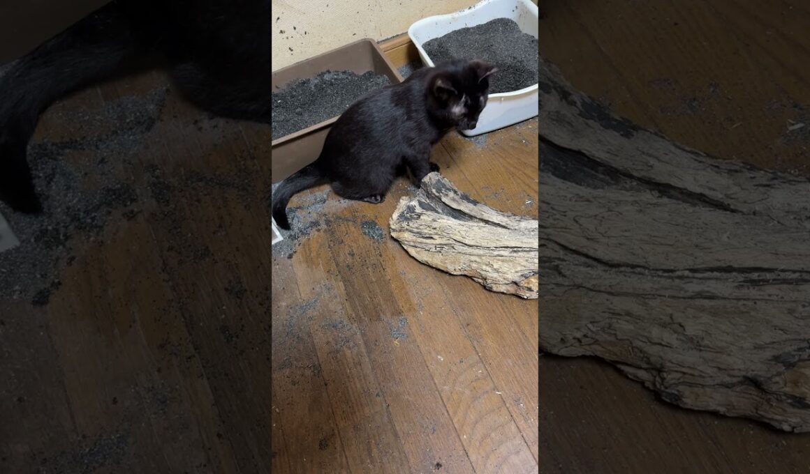 シャムの子ネコ雫「マッスルパワーだ！黒猫の子ネコ黒夢、流木を動かす」　キジシロのルル「力あるかも、黒夢」